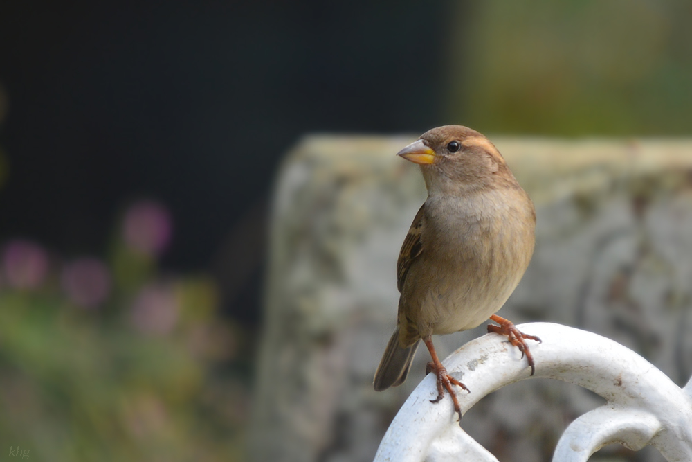 DSC 2991 Spatz