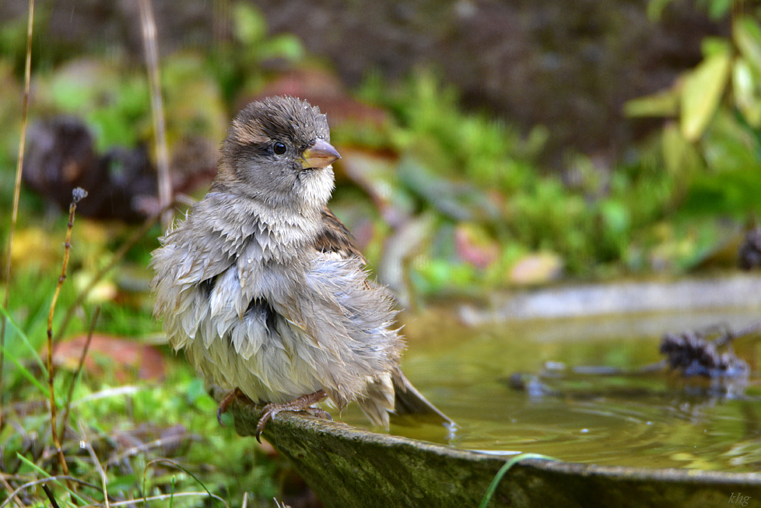DSC 2994 Spatz