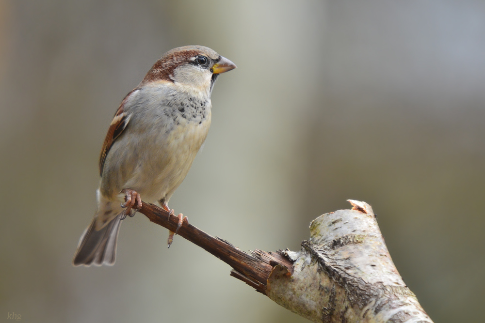 DSC 3005 Spatz