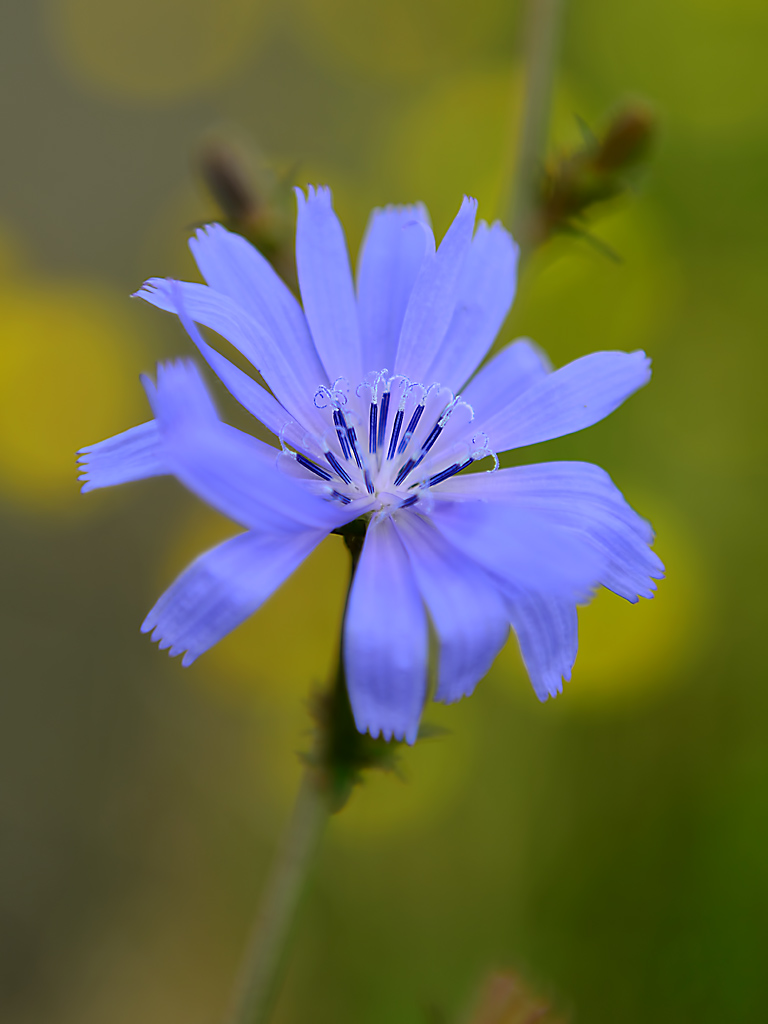 DSC 3008BlumeAckerblau