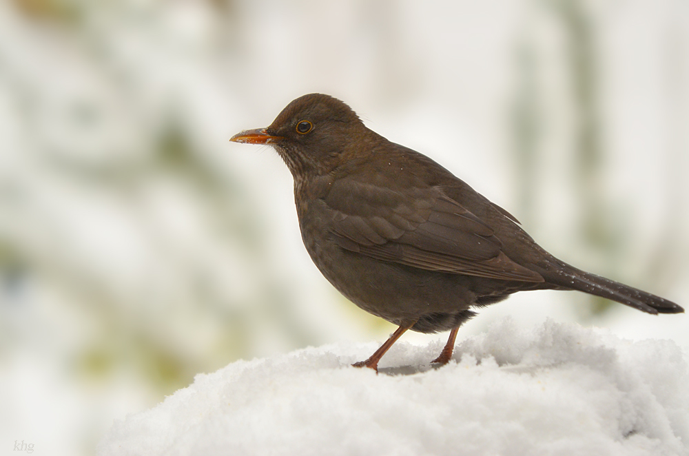 DSC 3021 Amsel