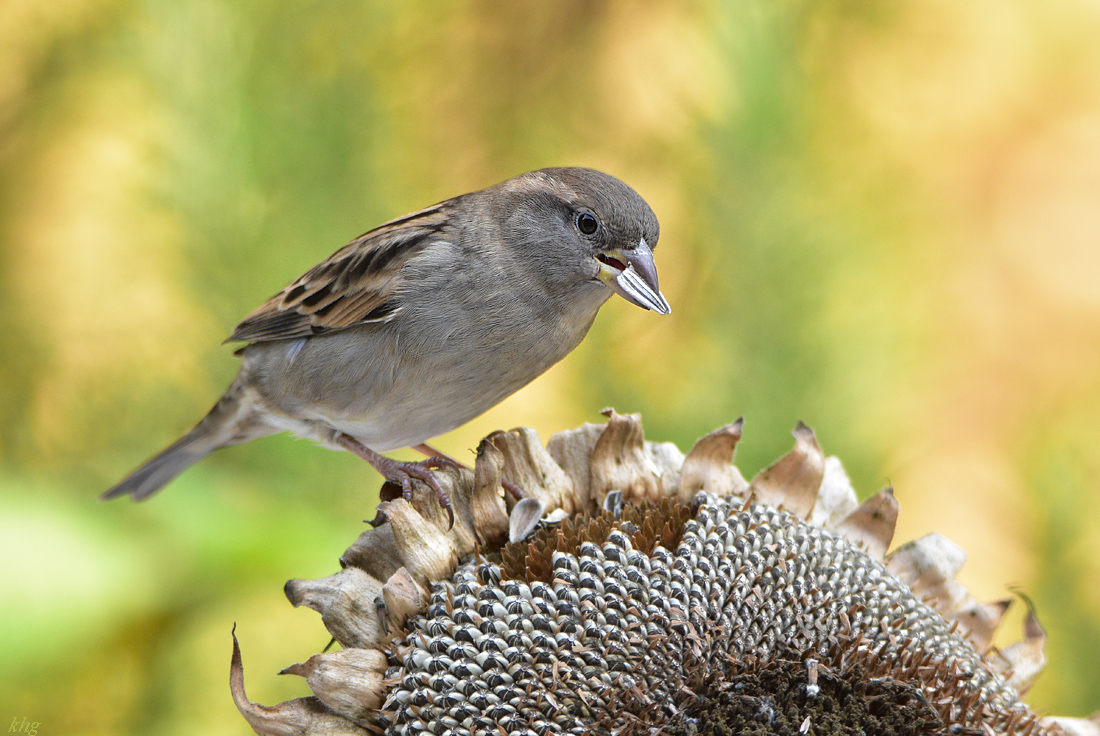DSC 3021 Spatz