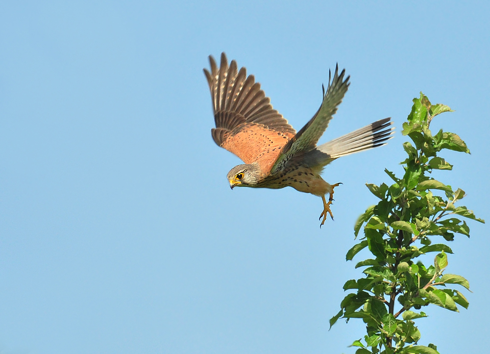 DSC 3041 Falke2 1000 p