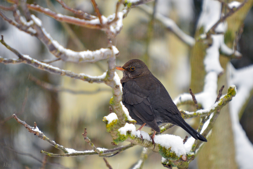 DSC 3051 Amsel