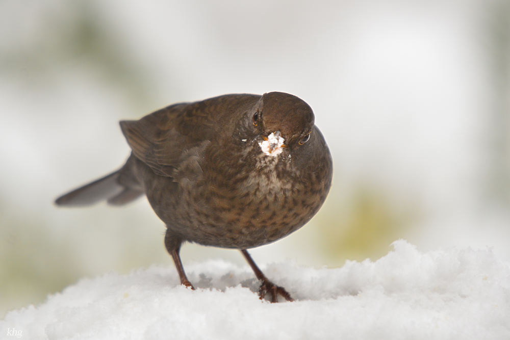 DSC 3055 Amsel