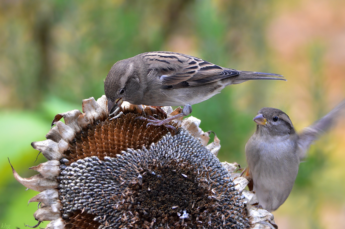 DSC 3066 Spatz
