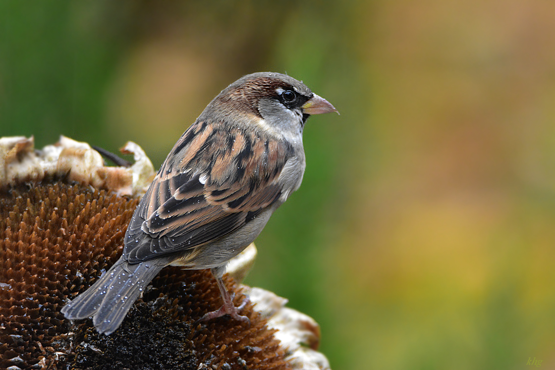 DSC 3077 Spatz