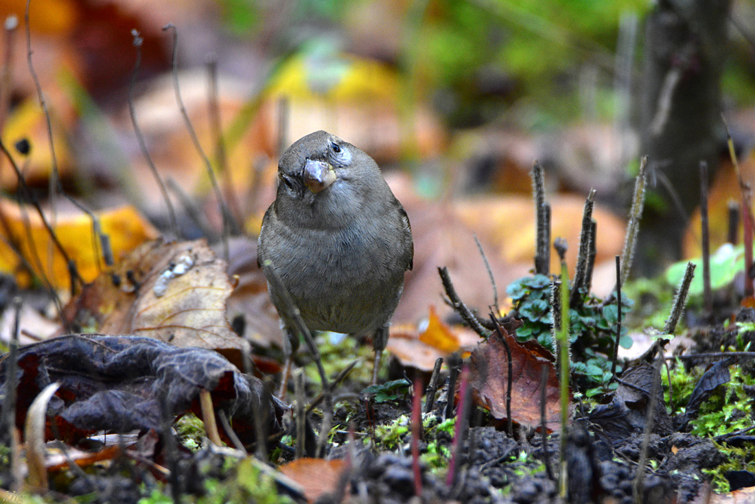 DSC 3087 Spatz