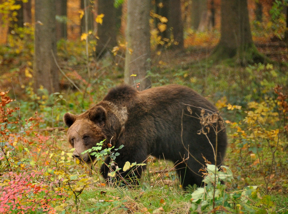 DSC 3092 Herbstbär JPG.Forum