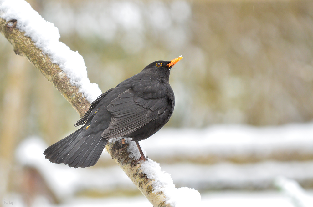 DSC 3105 Amsel