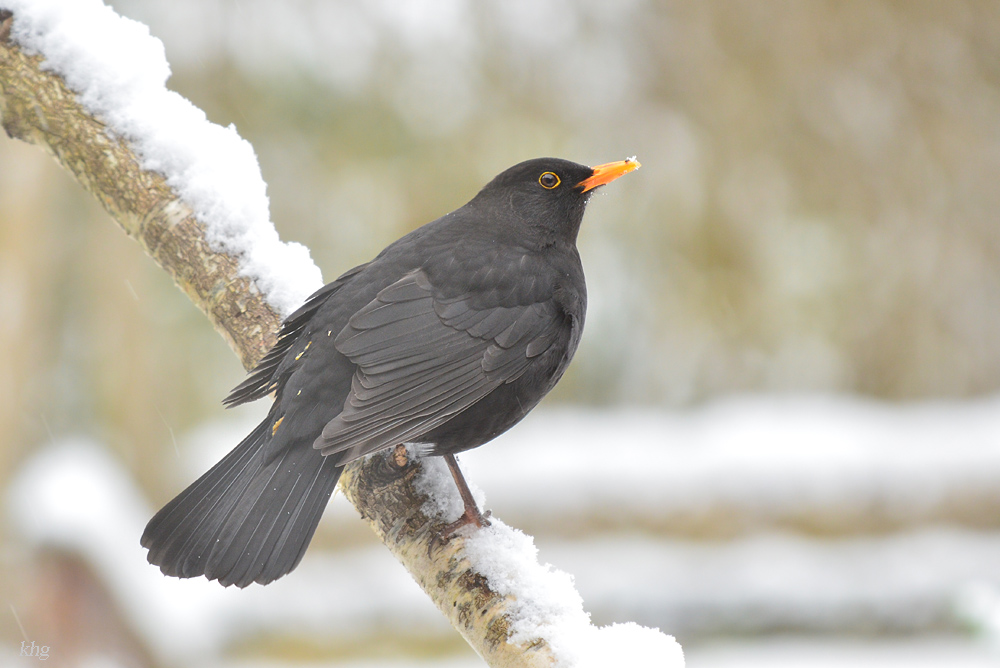 DSC 3106 Amsel