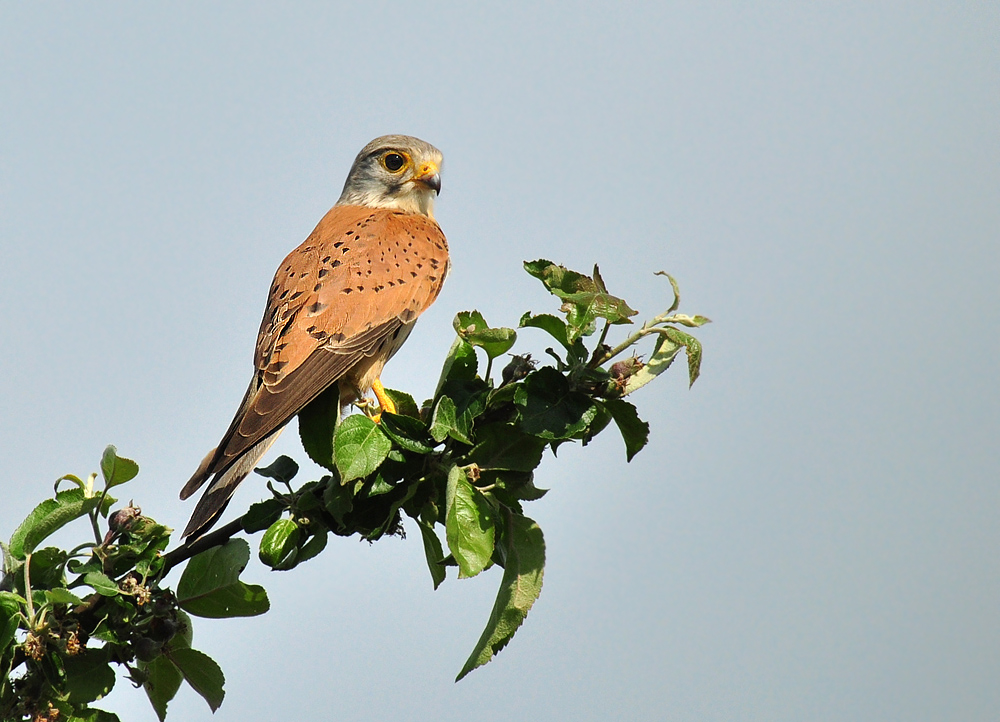 DSC 3106 Falke 1000 rh 2