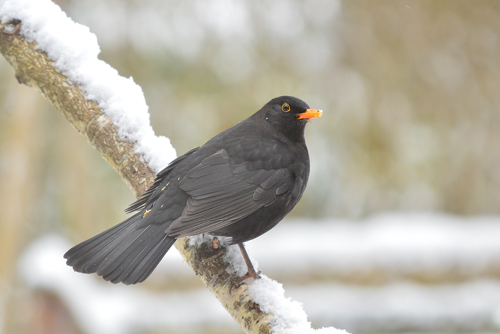 DSC 3107 Amsel