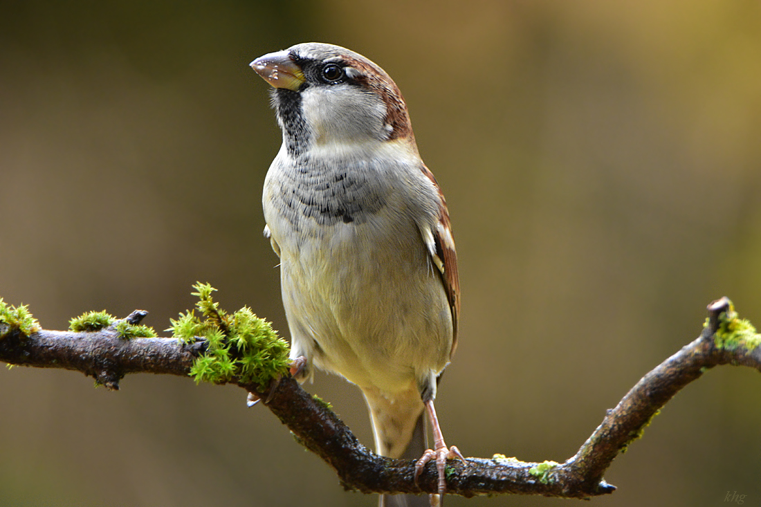 DSC 3109 Spatz