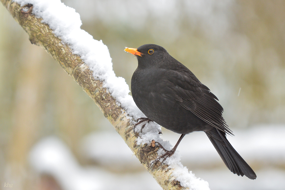 DSC 3115 Amsel