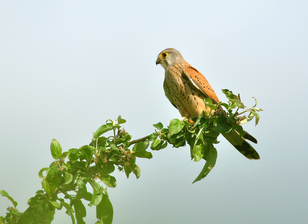 DSC 3121 b Falke 1000