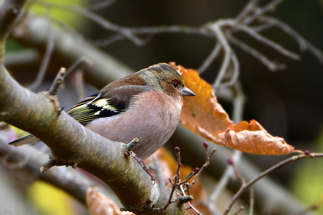 DSC 3130 Buchfink