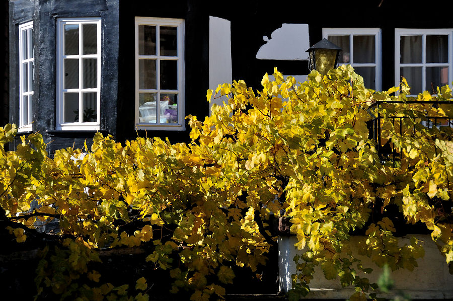 DSC 3194 Weinbalkon