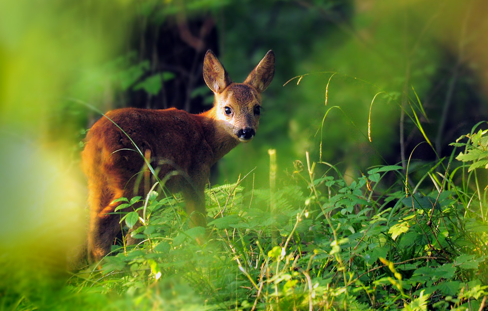 DSC 3195 Bambi 1000