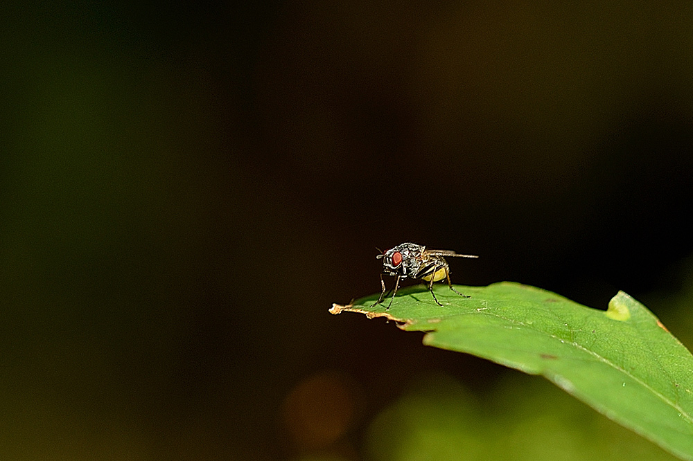 DSC 3195aa