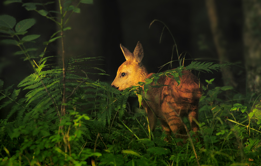 DSC 3198 Bambi 1000