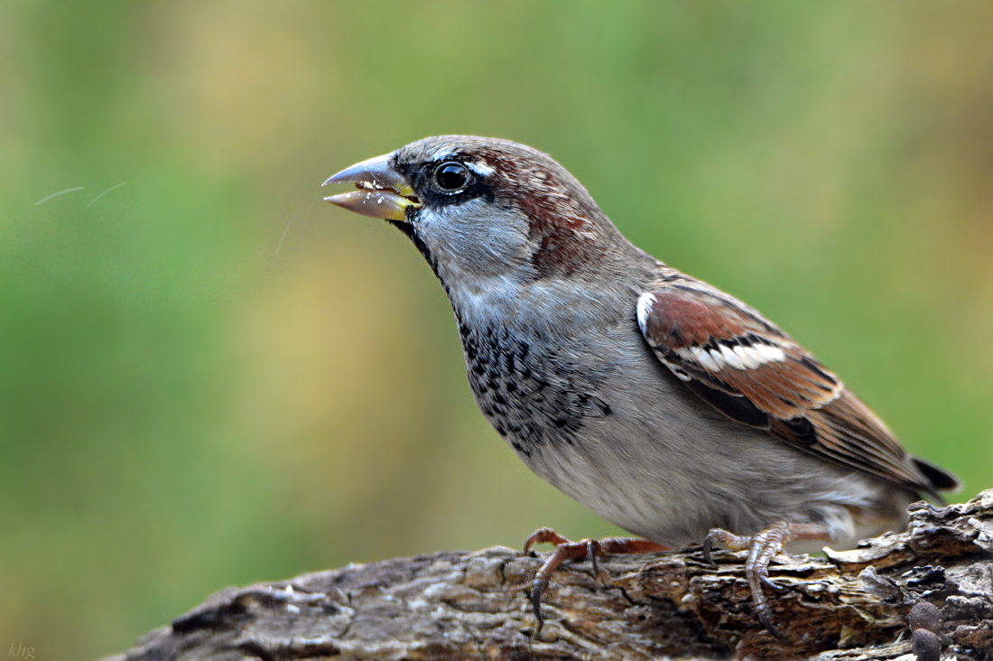 DSC 3204 Spatz