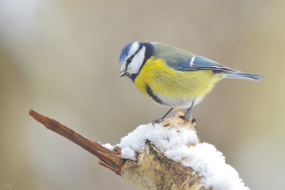 DSC 3209 Blaumeise
