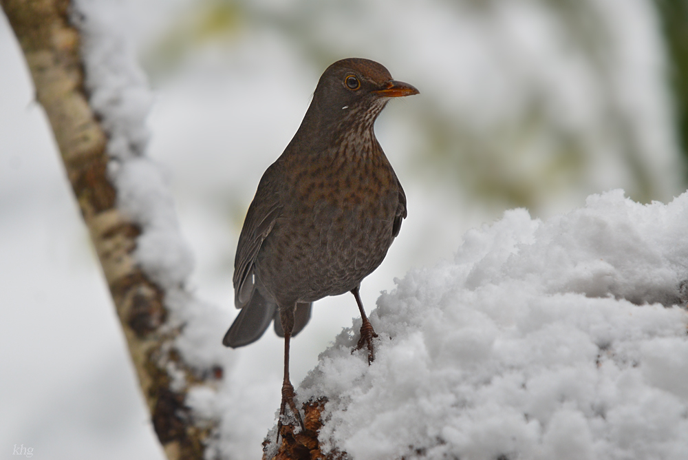 DSC 3212 Amsel