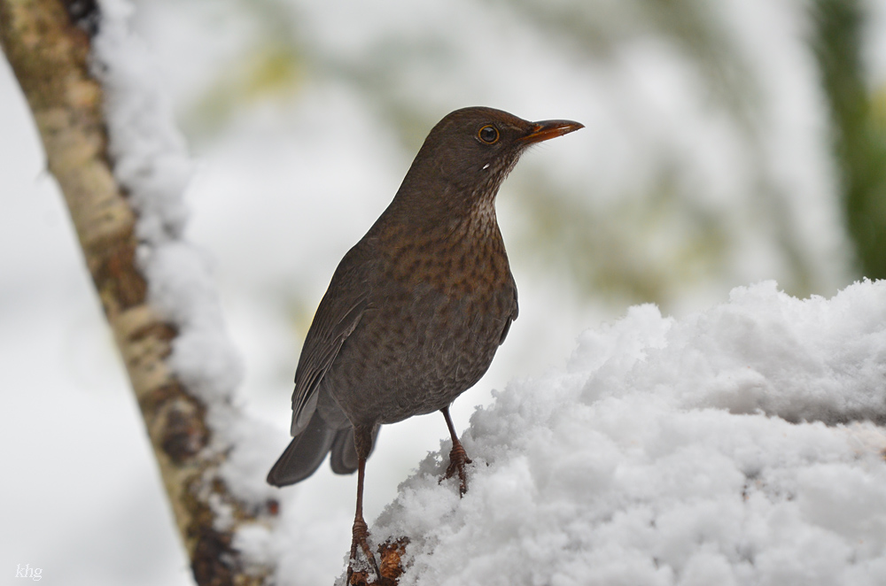 DSC 3213 Amsel