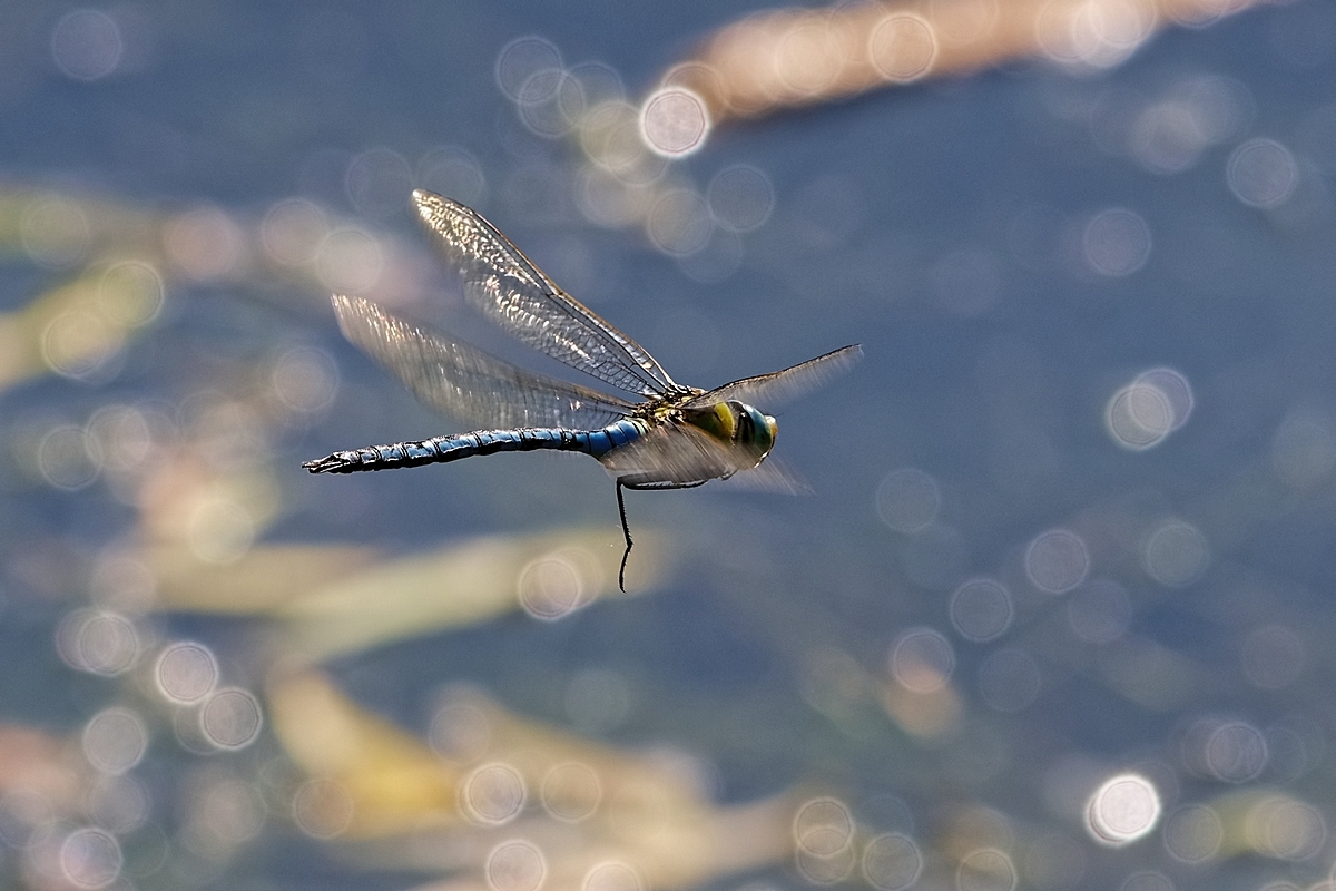 DSC 3239ak