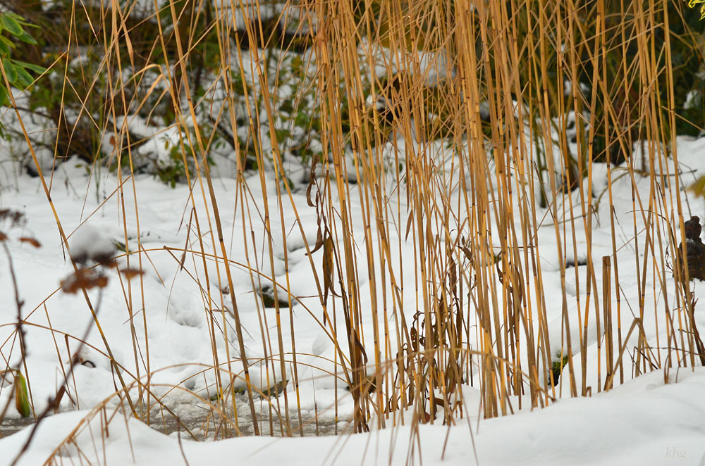 DSC 3247 Teich im Winter