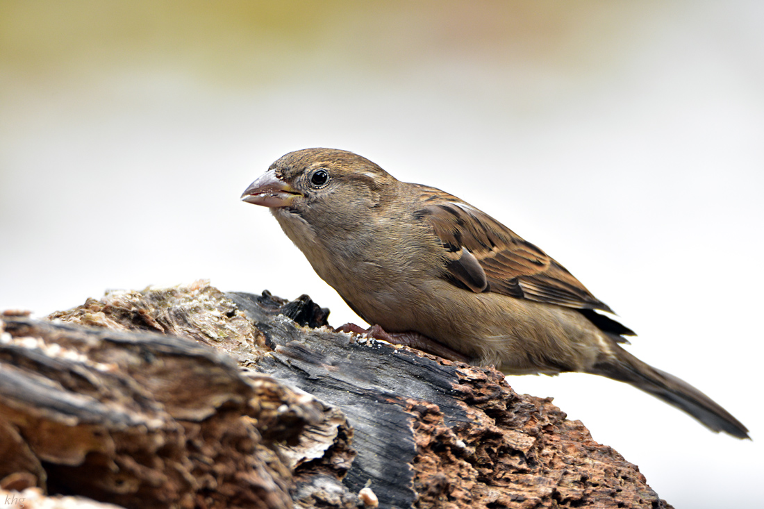 DSC 3253 Spatz Kopie