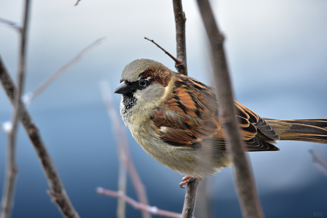 DSC 3258 Spatz