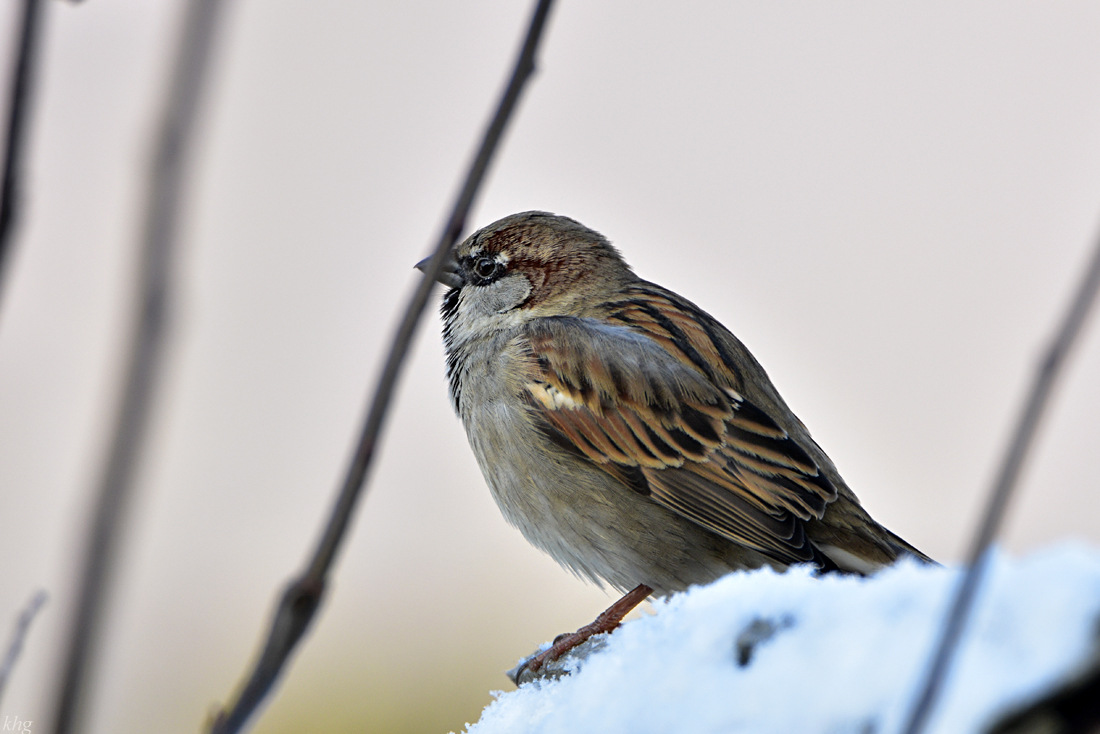 DSC 3265 Spatz