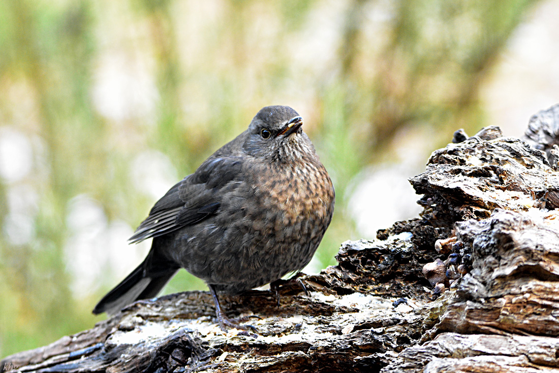 DSC 3286 Amsel