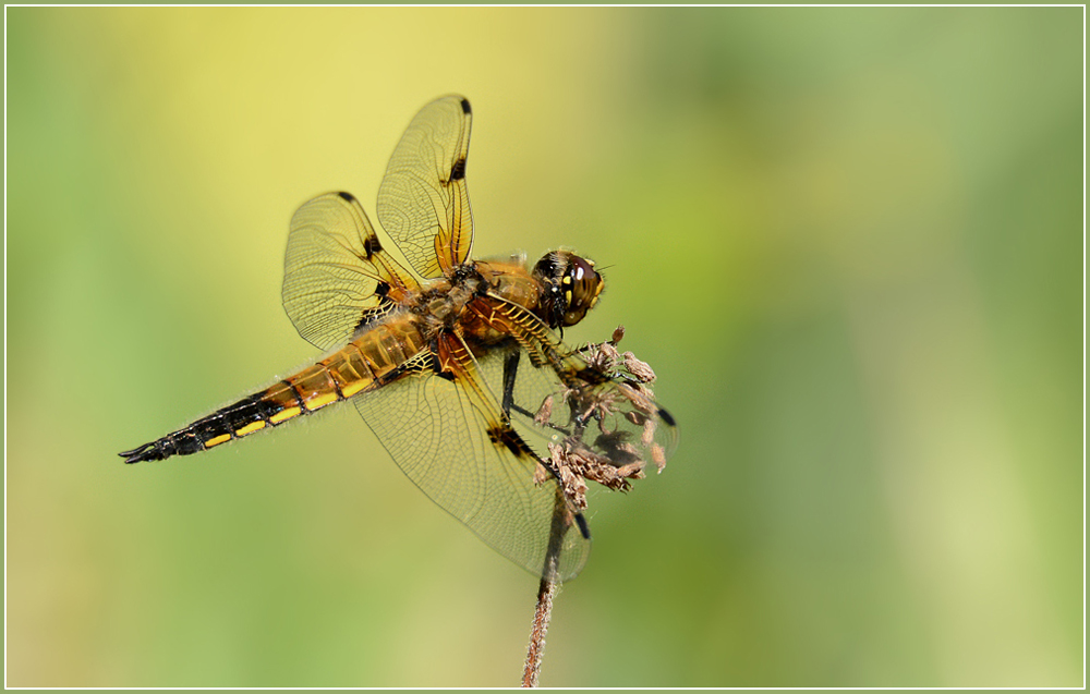 DSC 3286 Vierfleck 1000 R