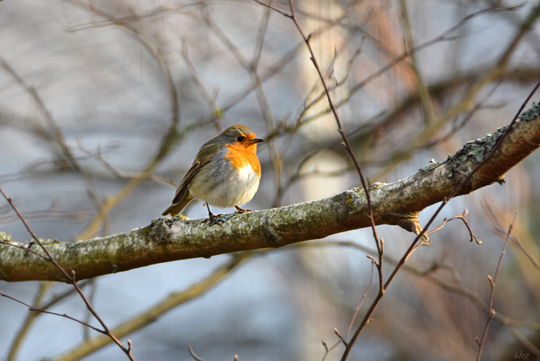 DSC 3303 Rotkehlchen