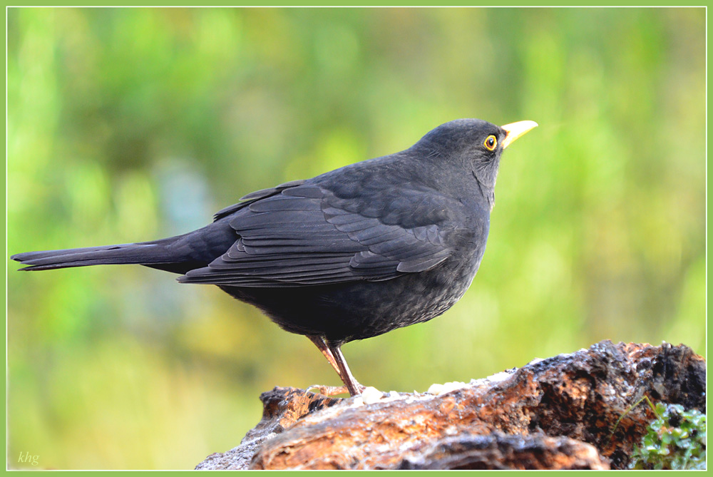 DSC 3304 Amsel
