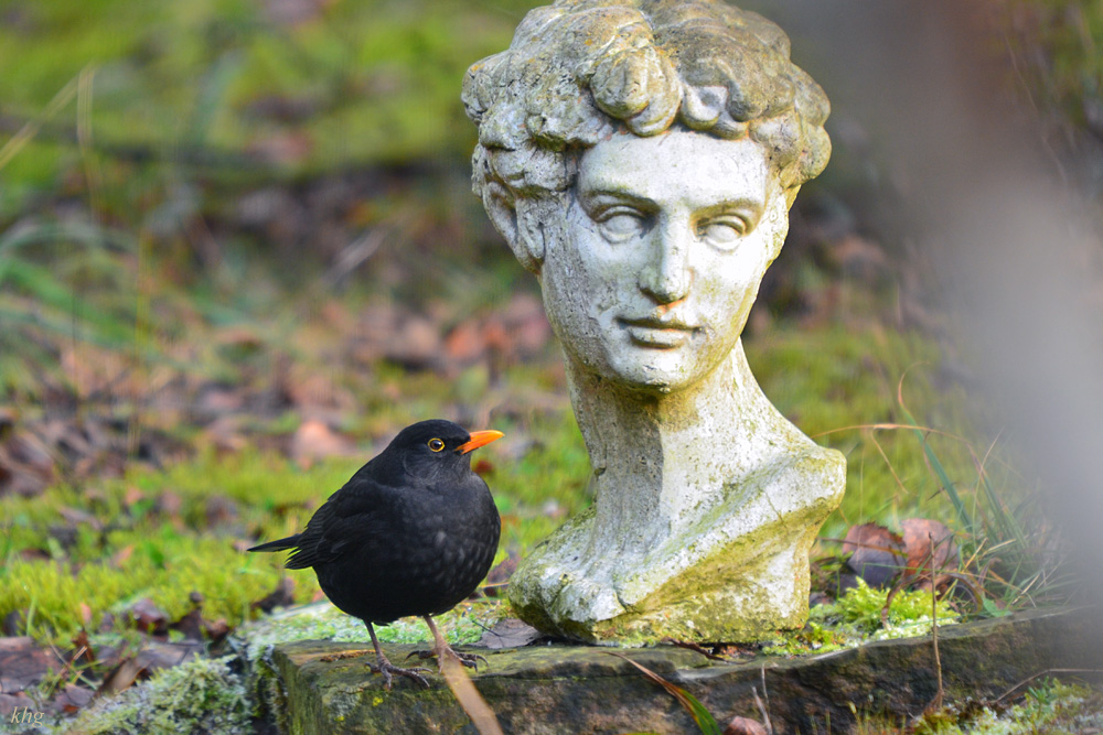 DSC 3310 Amsel