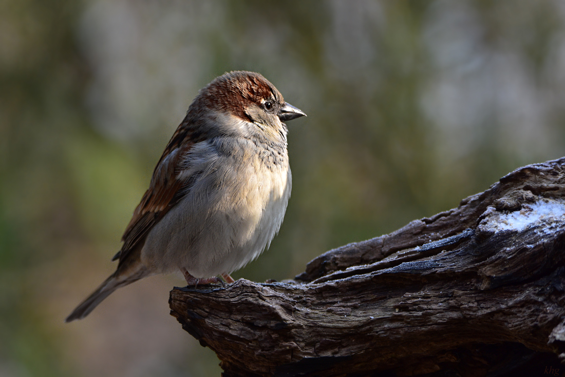 DSC 3310 Spatz