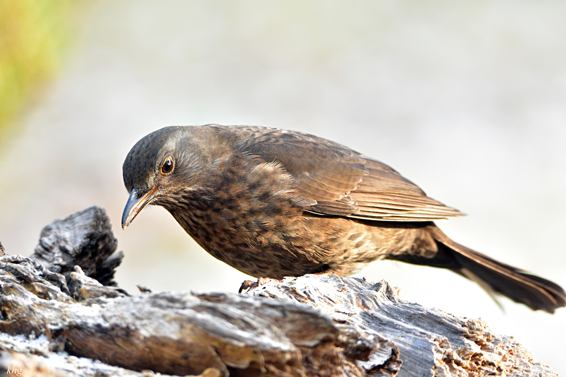 DSC 3320 Amsel