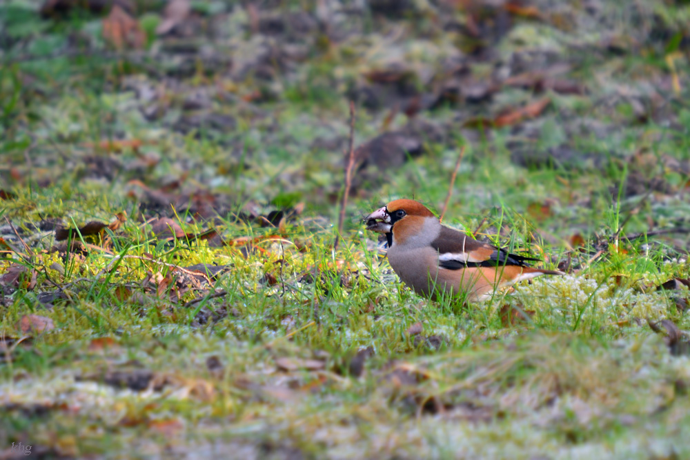 DSC 3322 Kernbeisser