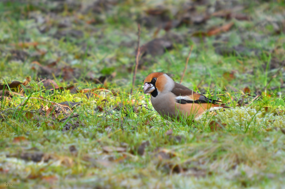 DSC 3325 Kernbeisser