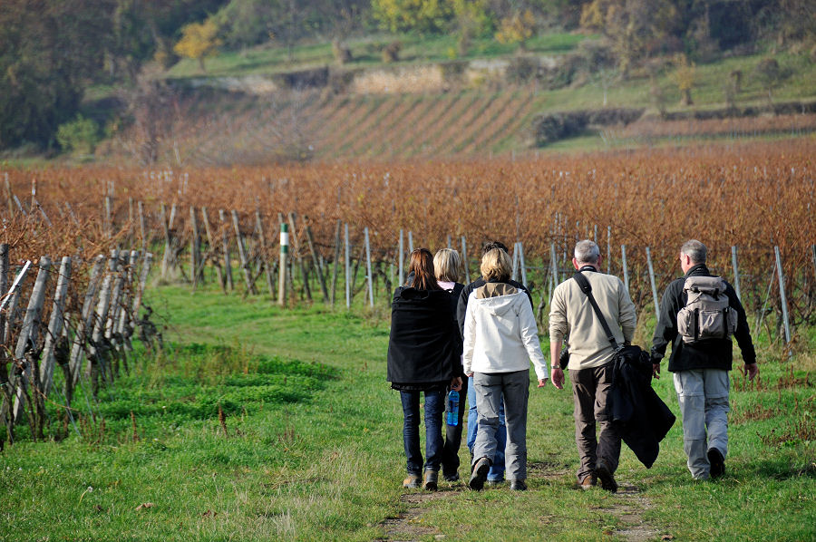 DSC 3330 Weinbergwanderung 1