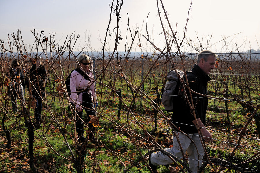 DSC 3330 Weinbergwanderung 2