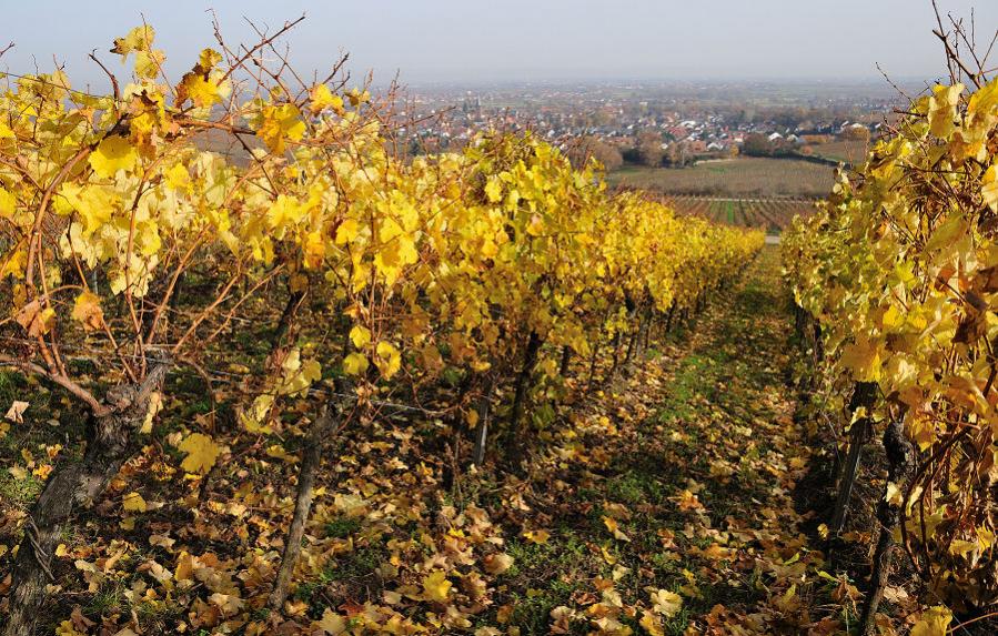 DSC 3336 Blick auf Deidesheim