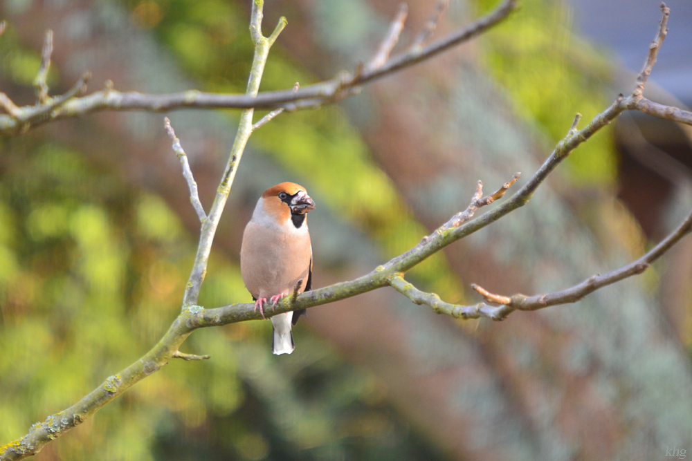 DSC 3340 Kernbeisser