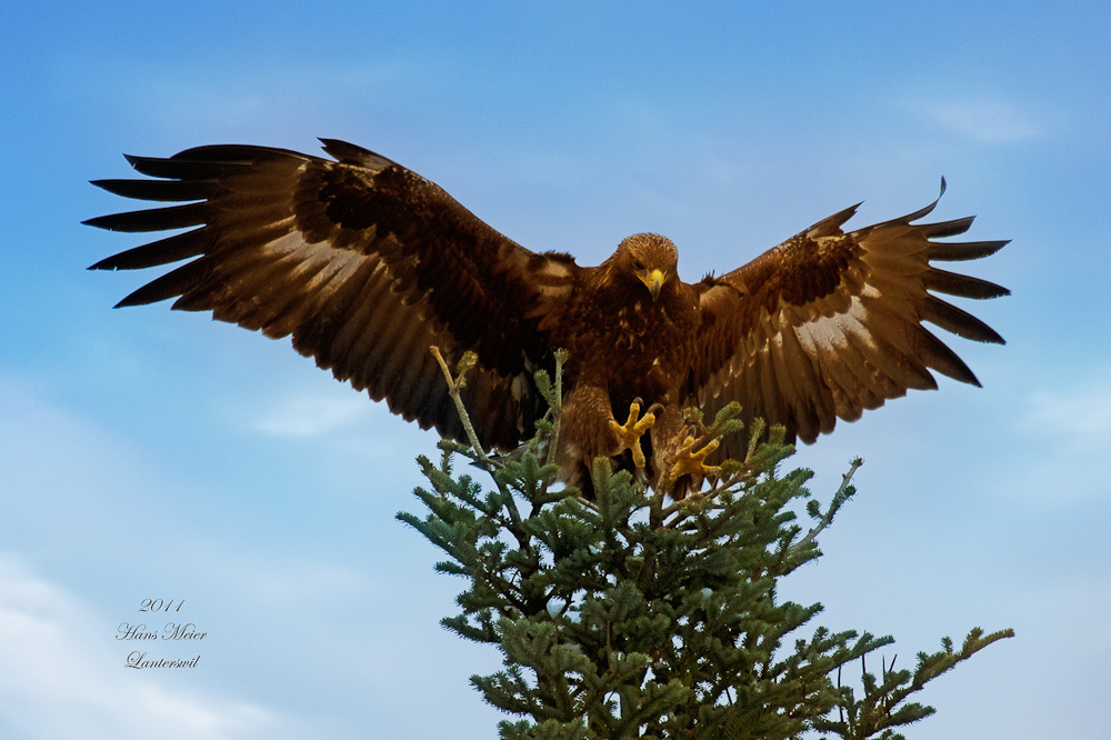 DSC 3342
Steinadler im Landeanflug auf Tanne