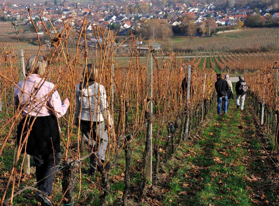 DSC 3347 Abstieg nach Deidesheim
