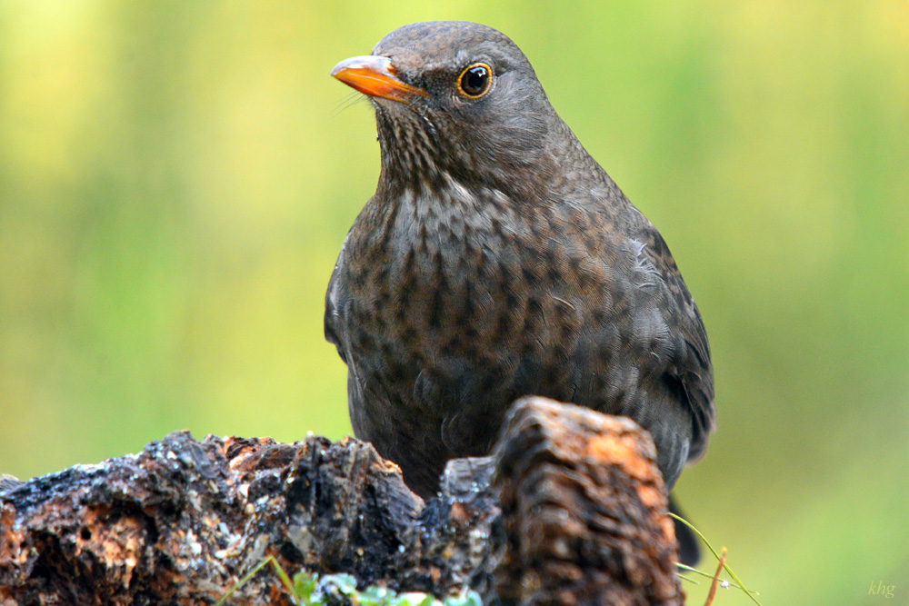 DSC 3348 Amsel